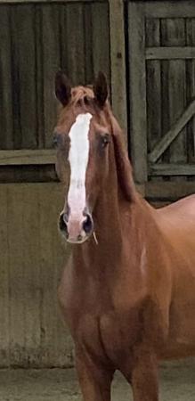 Jumpers by Dinken  x Hermes de Lux 